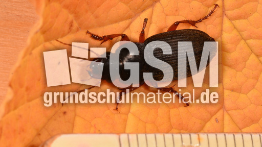 Behaarter Erdbeersamenlaufkäfer (3).jpg